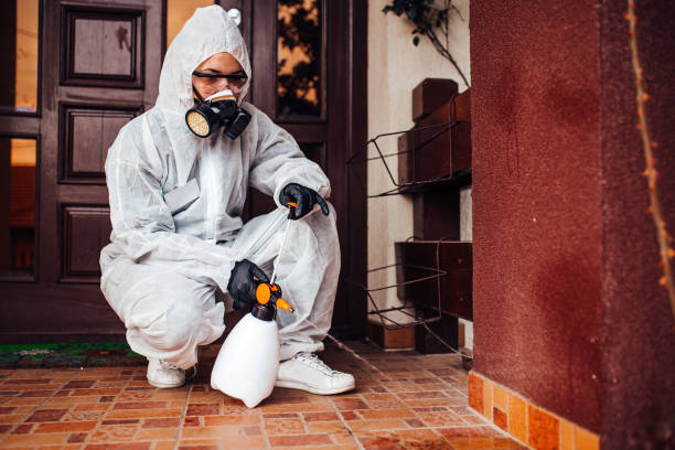 Reliable Wasp Removal contractor in Shady Hollow, TX by Show Me Pest Control